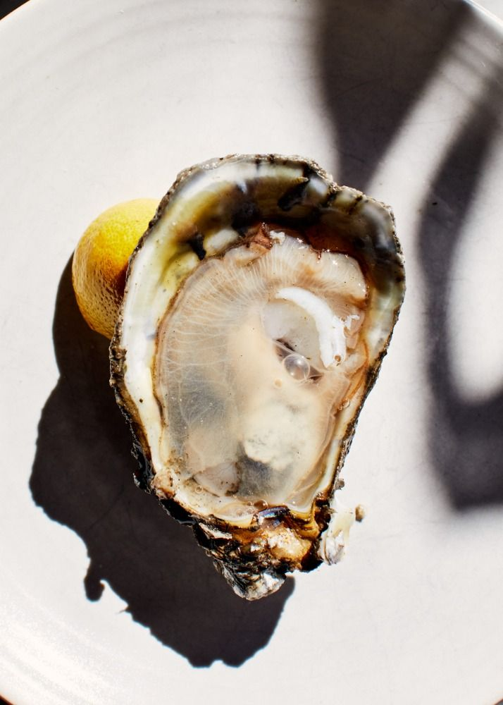 A single freshly shucked oyster on a white plate in bright natural light, with a lemon half and dramatic window-blind shadow
