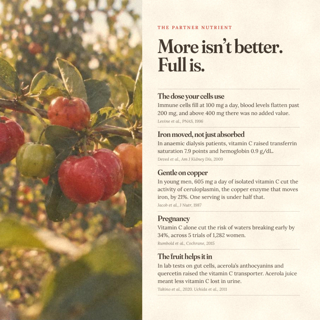 The partner nutrient: why more vitamin C isn’t better